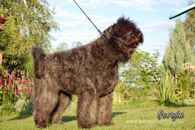 bouvier5