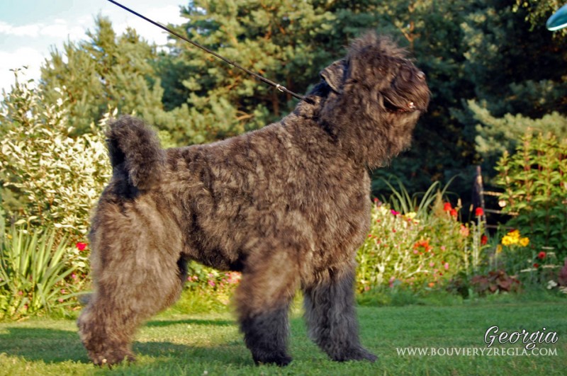 bouvier6