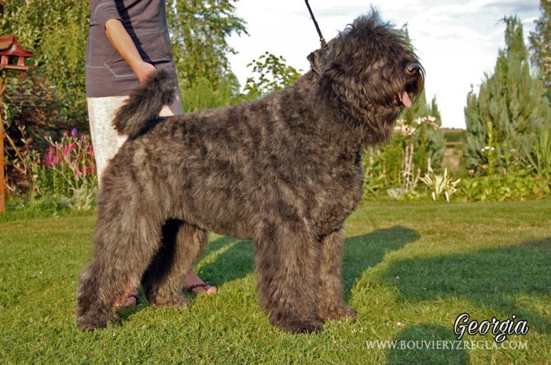 bouvier3