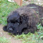 Bouvier des Flandres - puppies- Szczenięta Owczarek Flandryjski