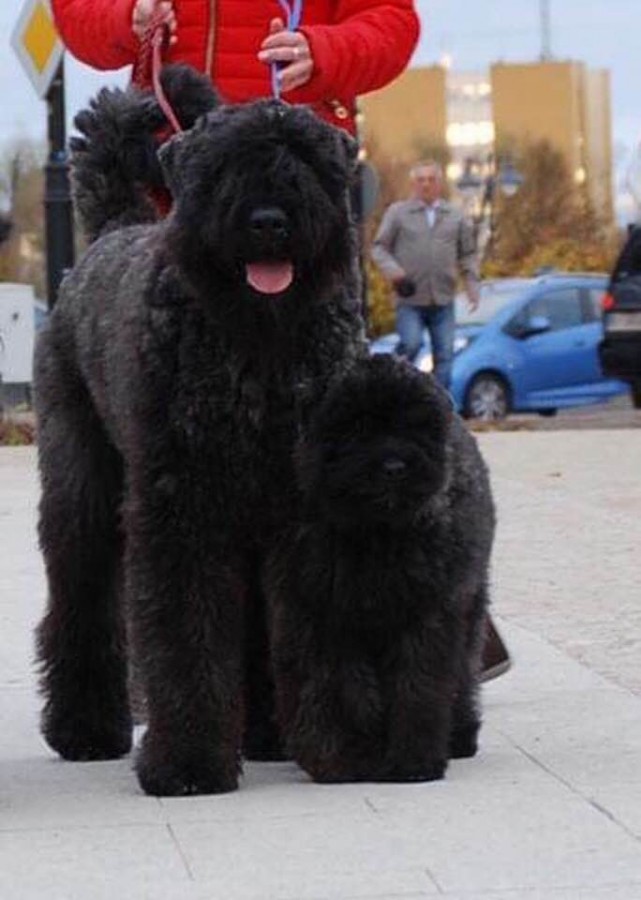 zyzio